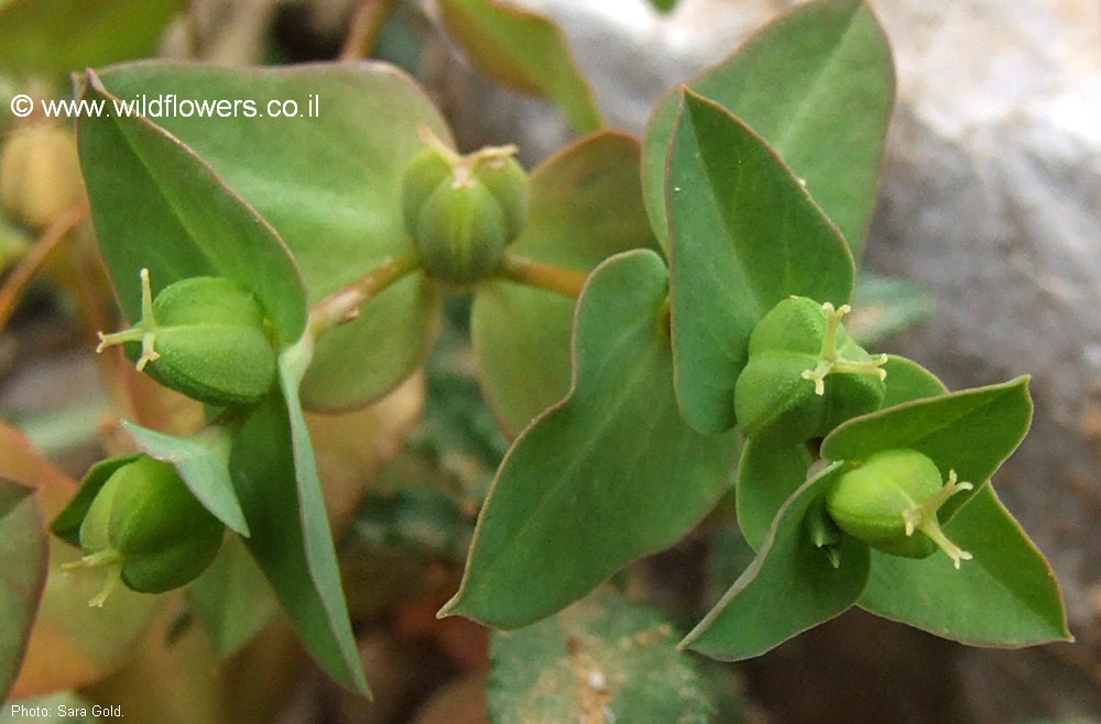 Euphorbia macroclada